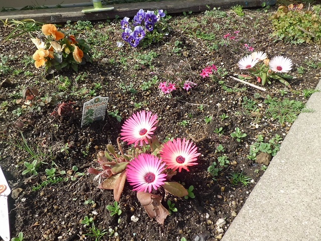 お花